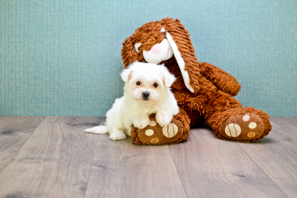 Morkie Pup Being Cute