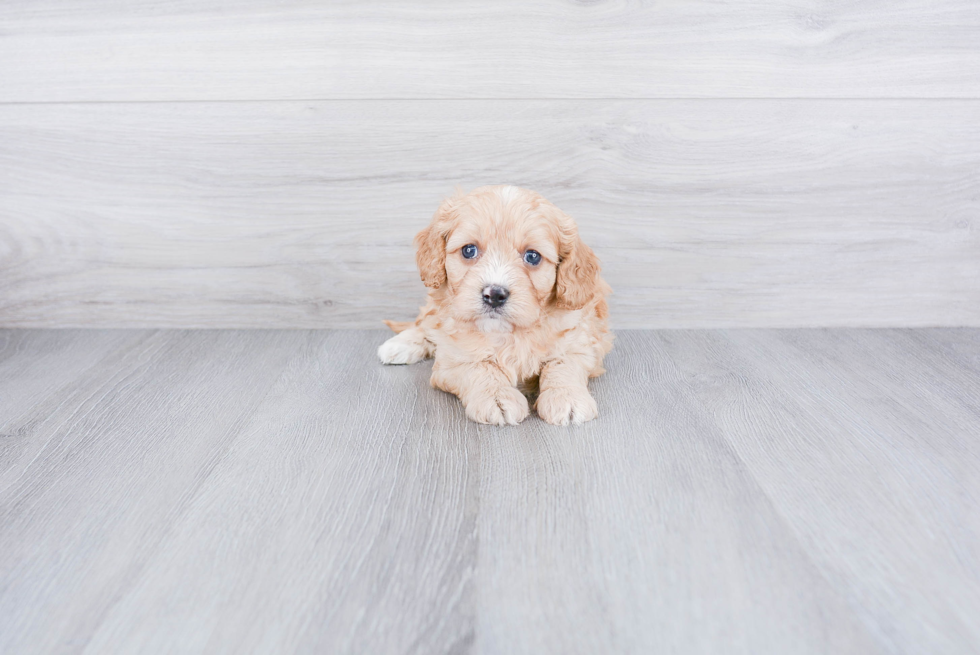 Cavapoo Pup Being Cute