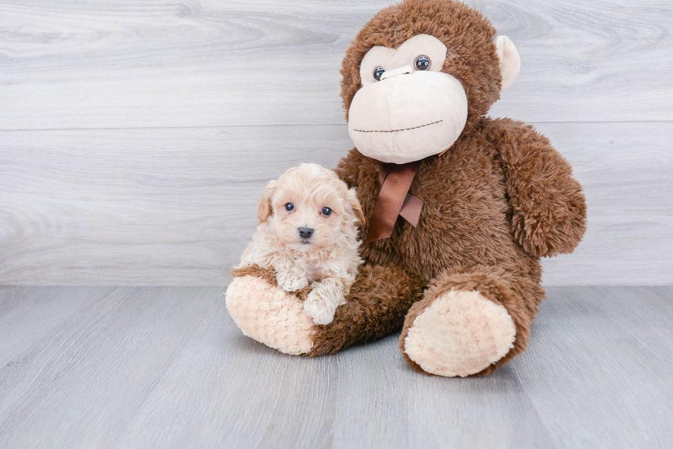 Cute Maltipoo Baby