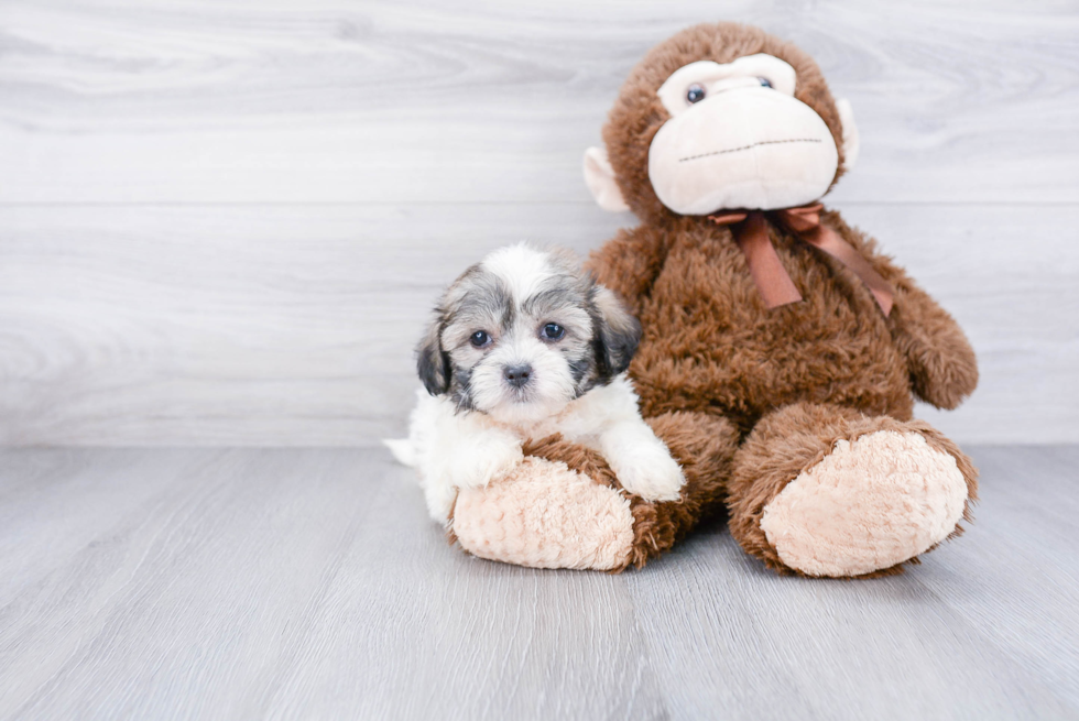 Teddy Bear Pup Being Cute