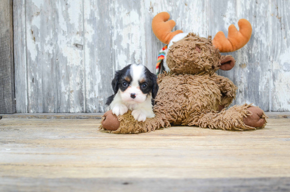 Cavalier King Charles Spaniel Pup Being Cute