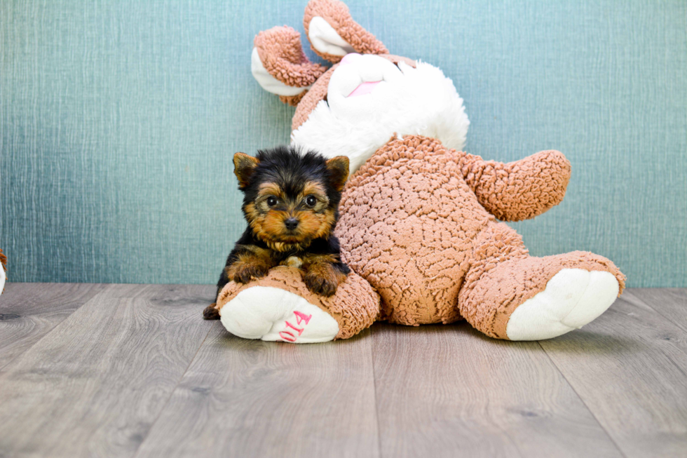 Meet Ronaldo - our Yorkshire Terrier Puppy Photo 