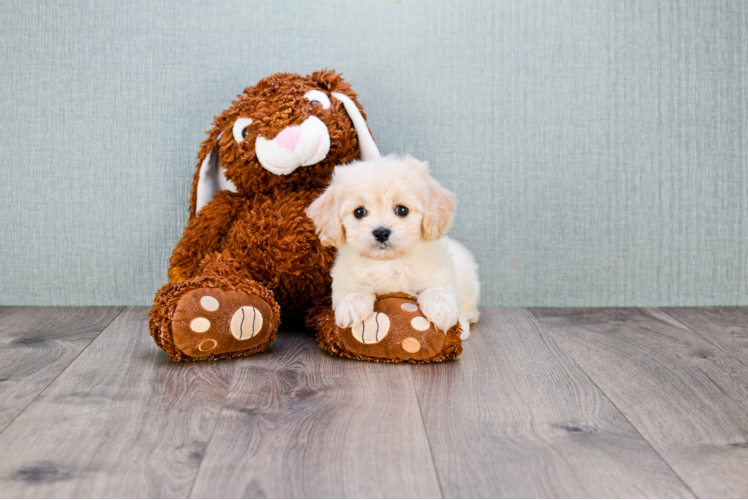 Friendly Cavachon Baby