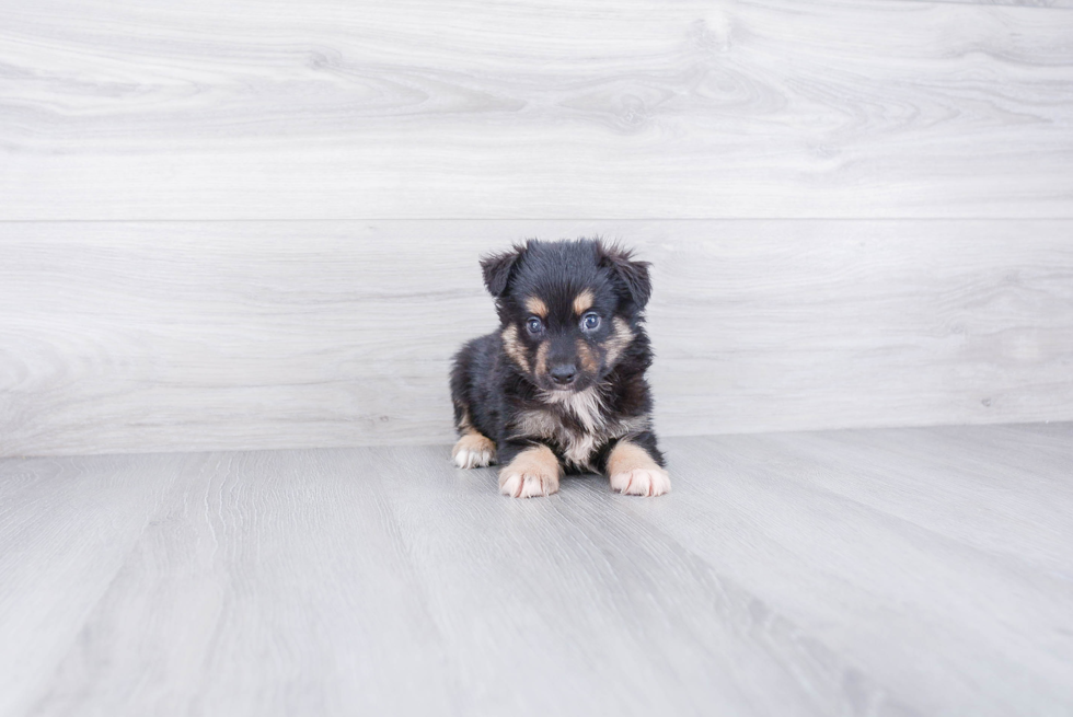 Mini Aussiedoodle Pup Being Cute