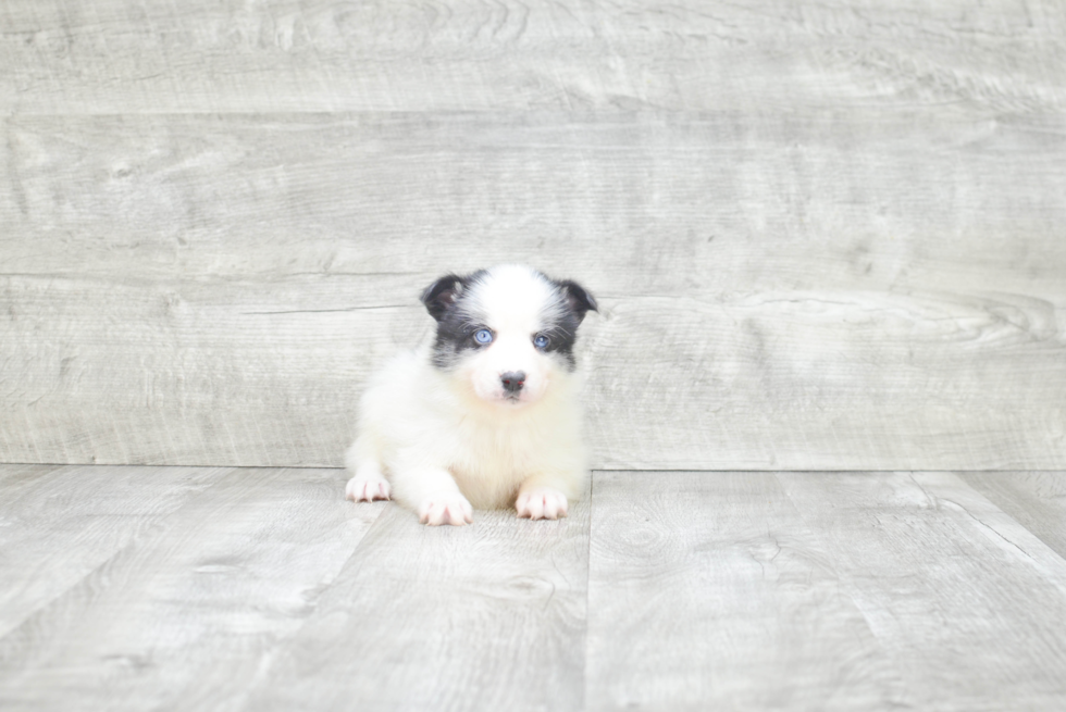 Pomsky Pup Being Cute