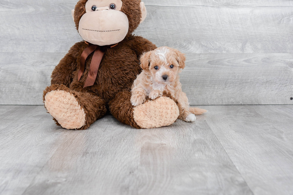 Fluffy Maltipoo Poodle Mix Pup