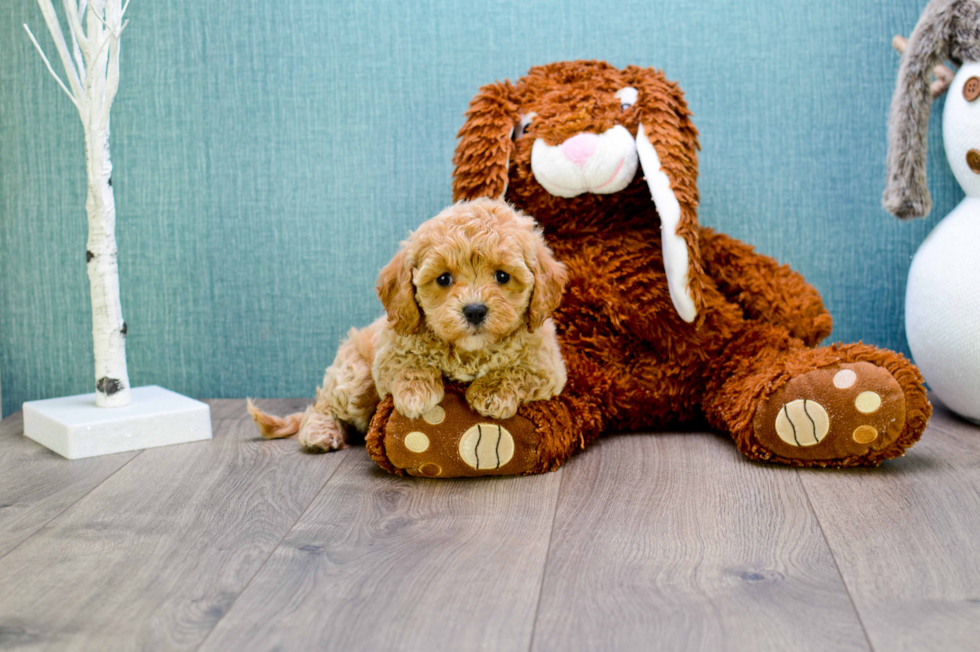 Cavapoo Pup Being Cute