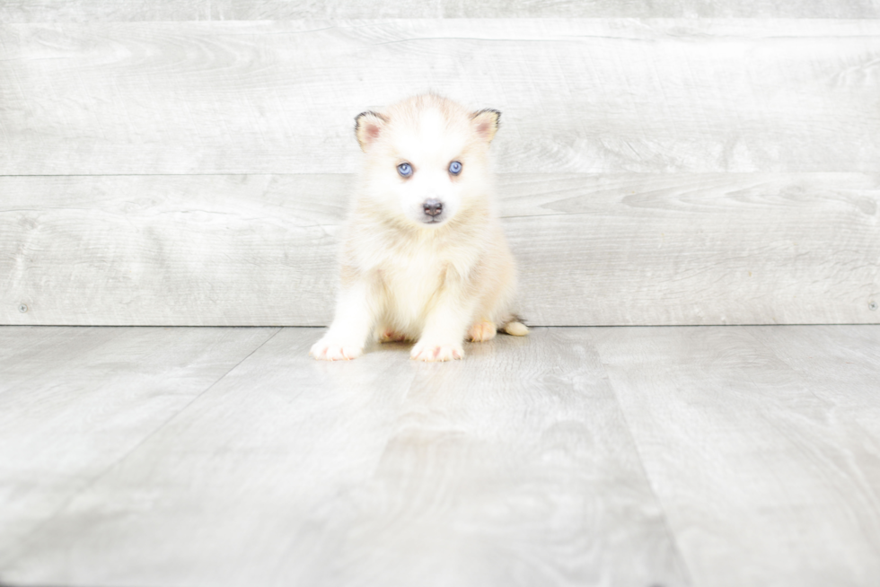 Pomsky Puppy for Adoption