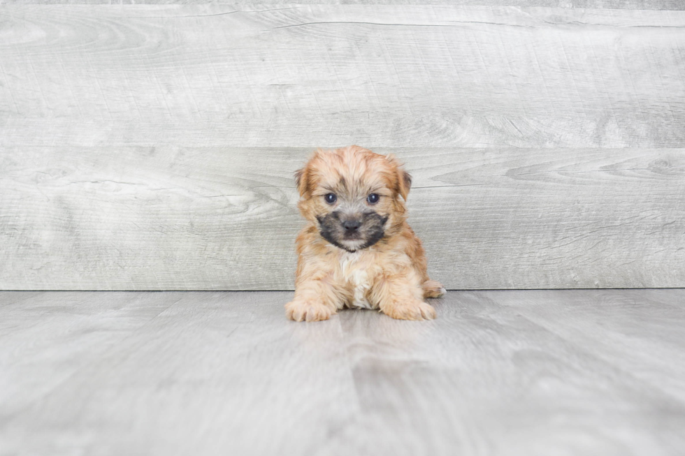 Fluffy Morkie Designer Pup