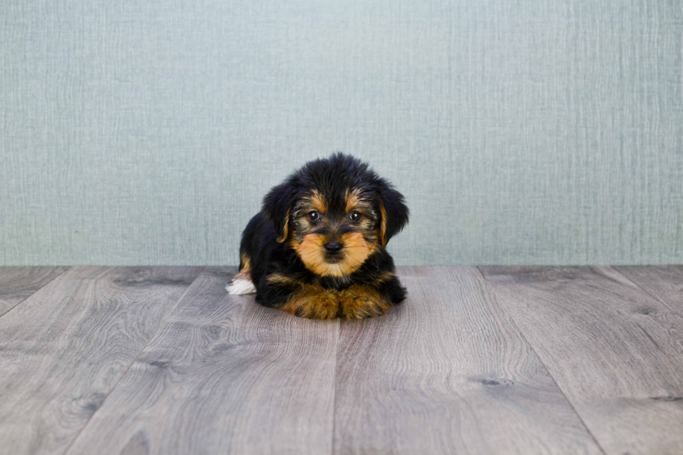 Meet Snickers - our Yorkshire Terrier Puppy Photo 