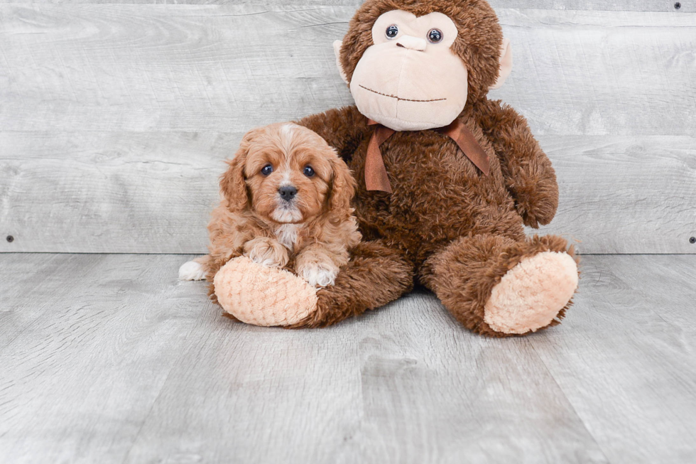 Cavapoo Pup Being Cute