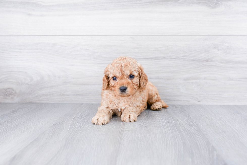 Hypoallergenic Cavoodle Poodle Mix Puppy