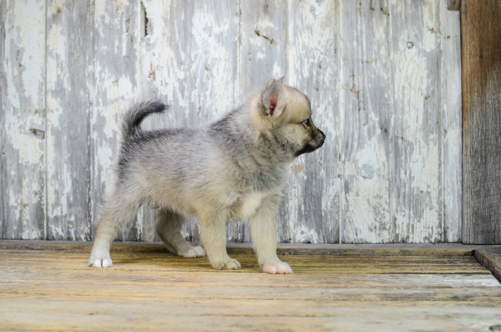 Pomsky Pup Being Cute