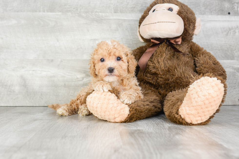 Happy Cavapoo Baby