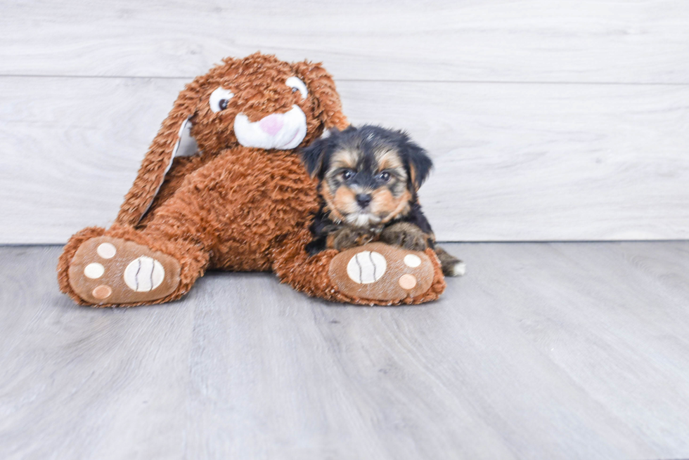 Meet Twix - our Yorkshire Terrier Puppy Photo 