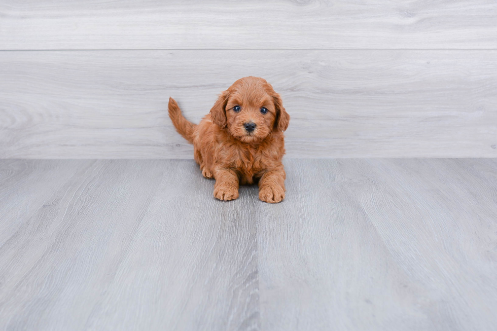 Best Mini Goldendoodle Baby