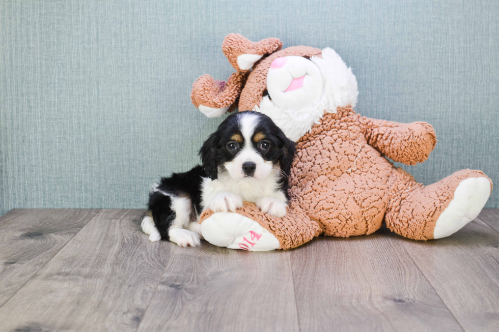 Best Cavalier King Charles Spaniel Baby