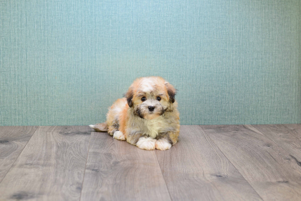 Funny Havanese Baby