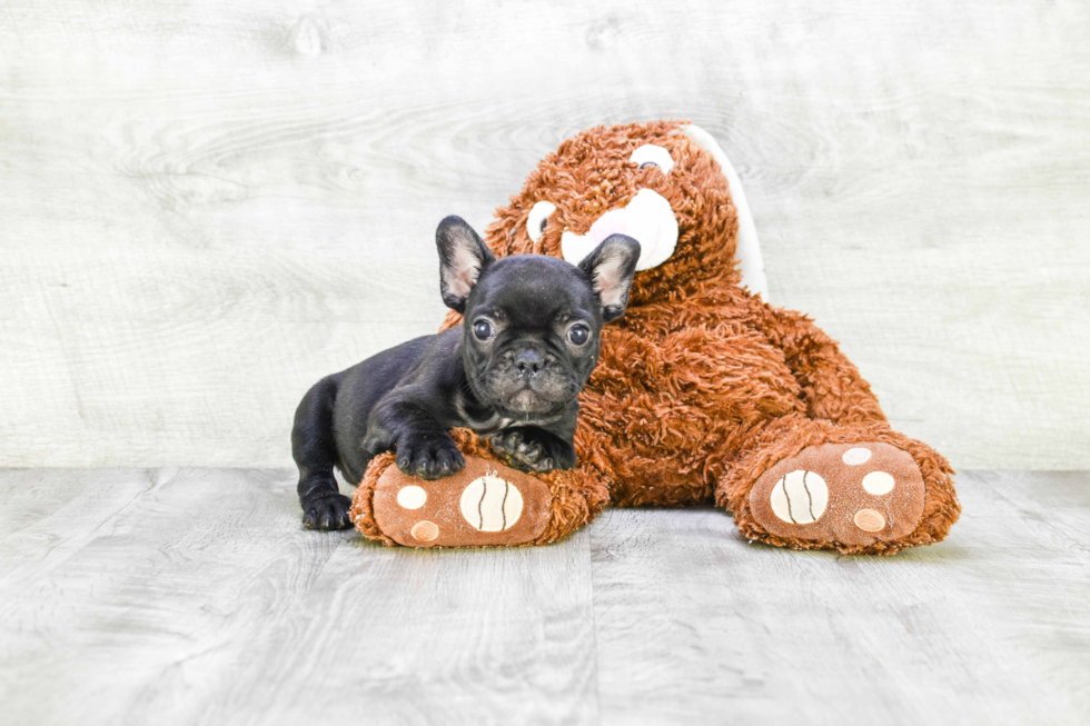 Energetic Frenchie Purebred Puppy