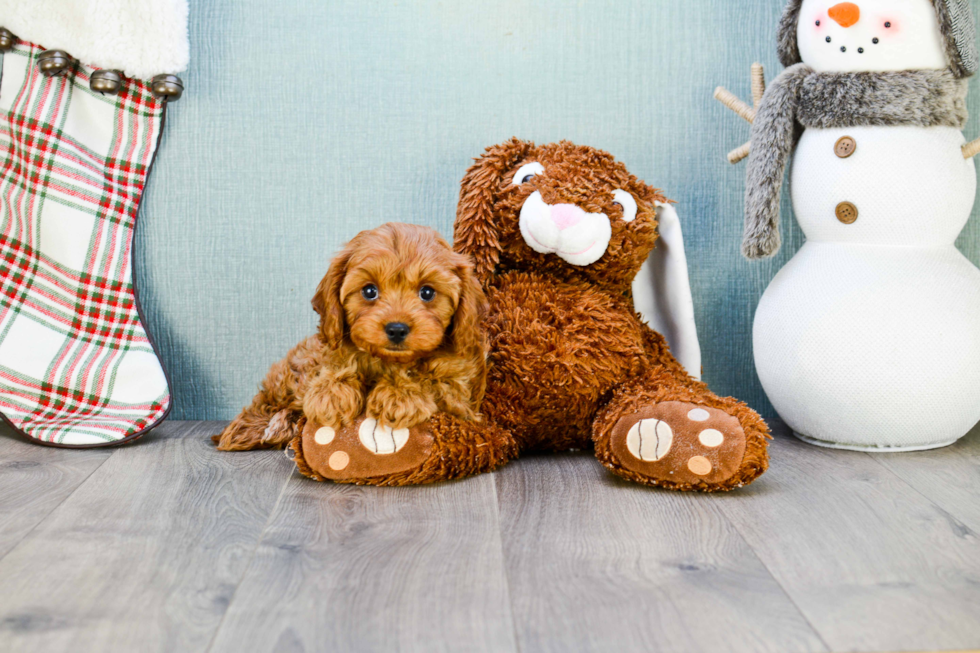 Cavapoo Puppy for Adoption