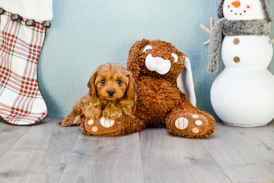 Cavapoo Puppy for Adoption