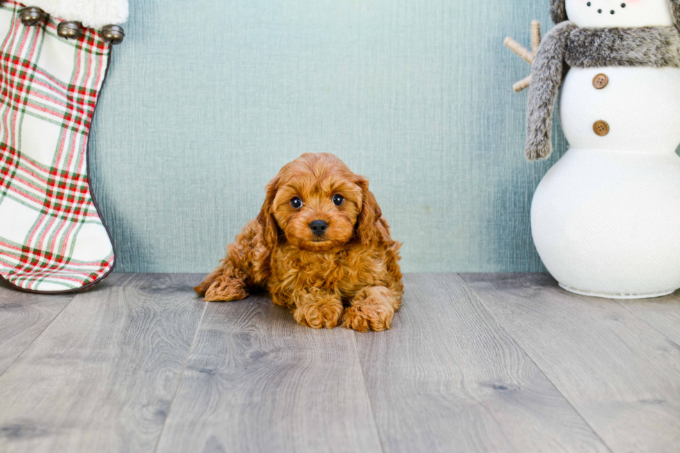 Cavapoo Pup Being Cute