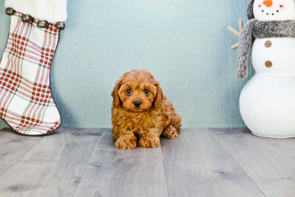 Little Cavoodle Poodle Mix Puppy