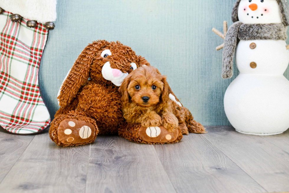 Small Cavapoo Baby