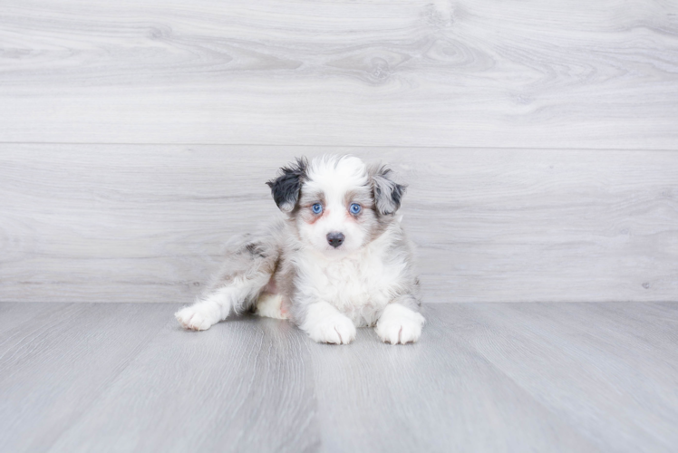 Best Mini Aussiedoodle Baby