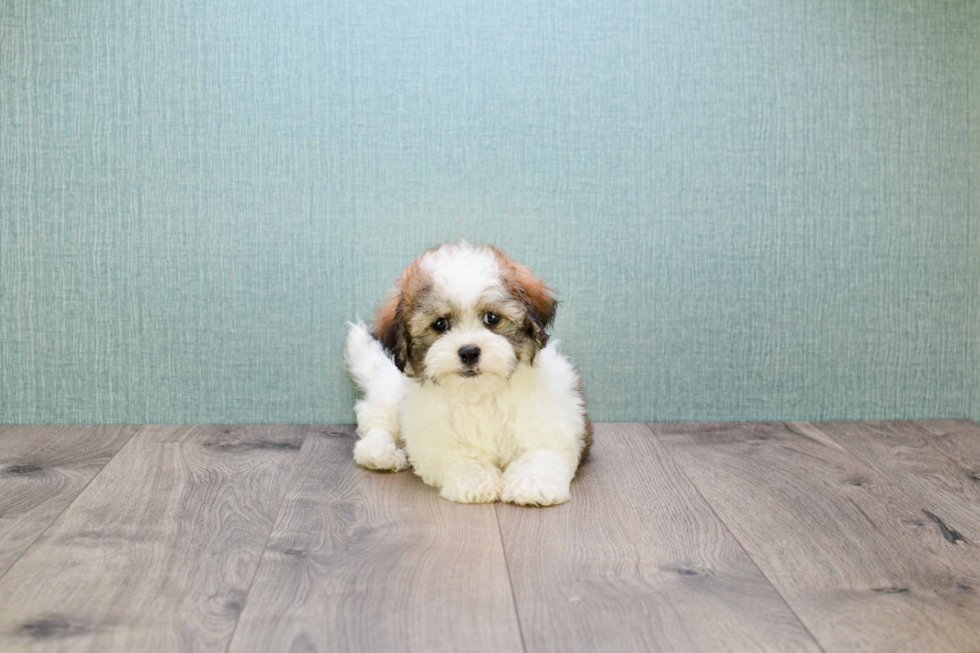 Havanese Puppy for Adoption