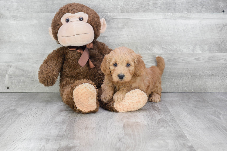 Popular Mini Goldendoodle Poodle Mix Pup