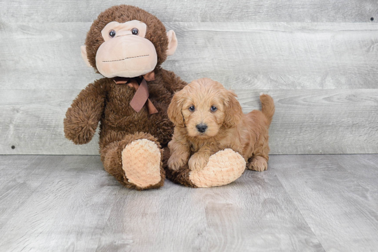 Popular Mini Goldendoodle Poodle Mix Pup