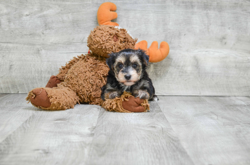 Best Morkie Baby