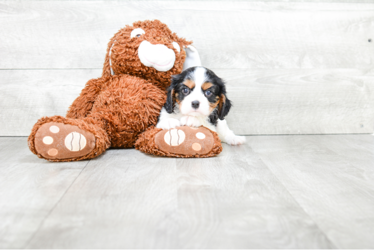 Popular Cavalier King Charles Spaniel Baby