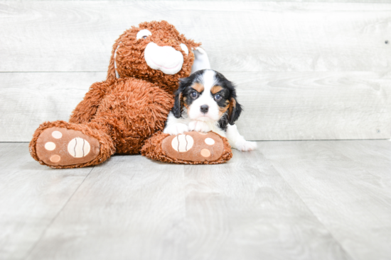 Popular Cavalier King Charles Spaniel Baby