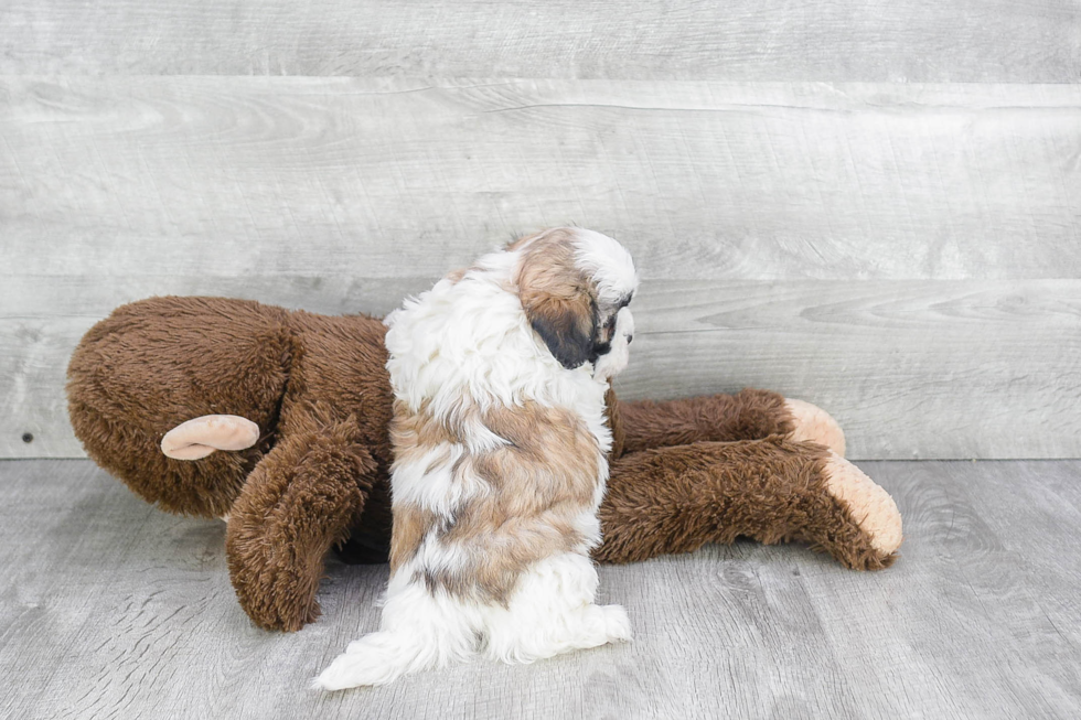 Teddy Bear Puppy for Adoption