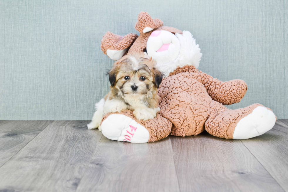 Teddy Bear Pup Being Cute