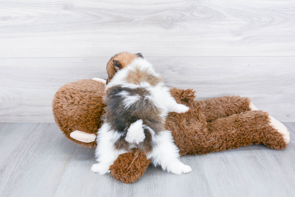 Pomeranian Pup Being Cute