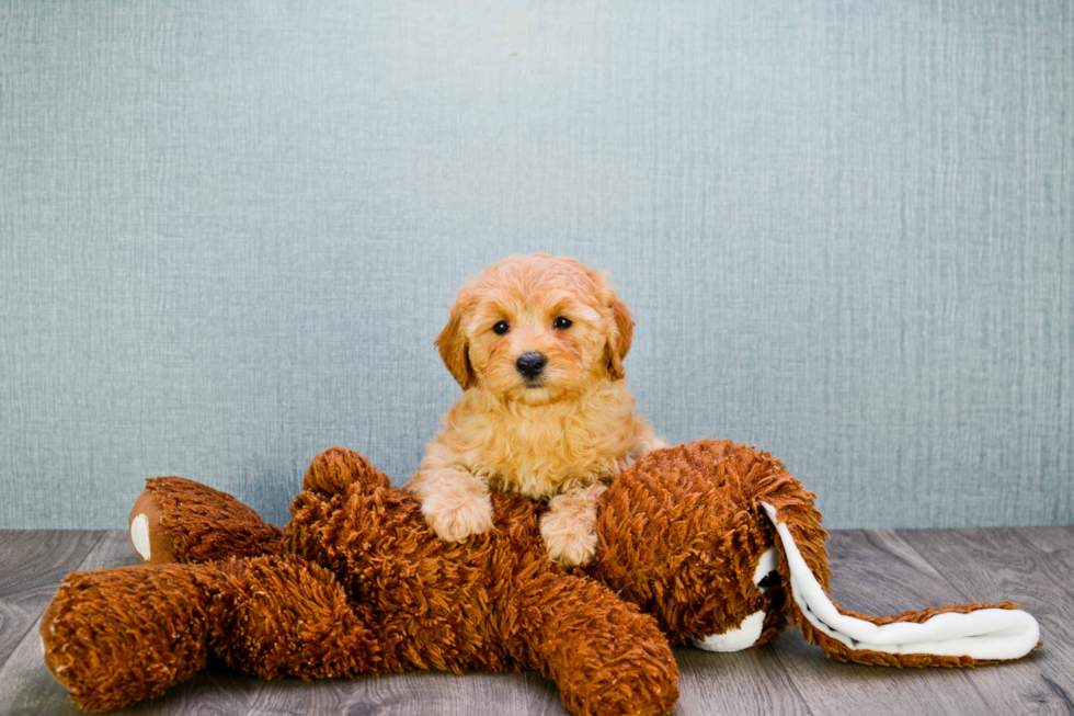 Small Mini Goldendoodle Baby