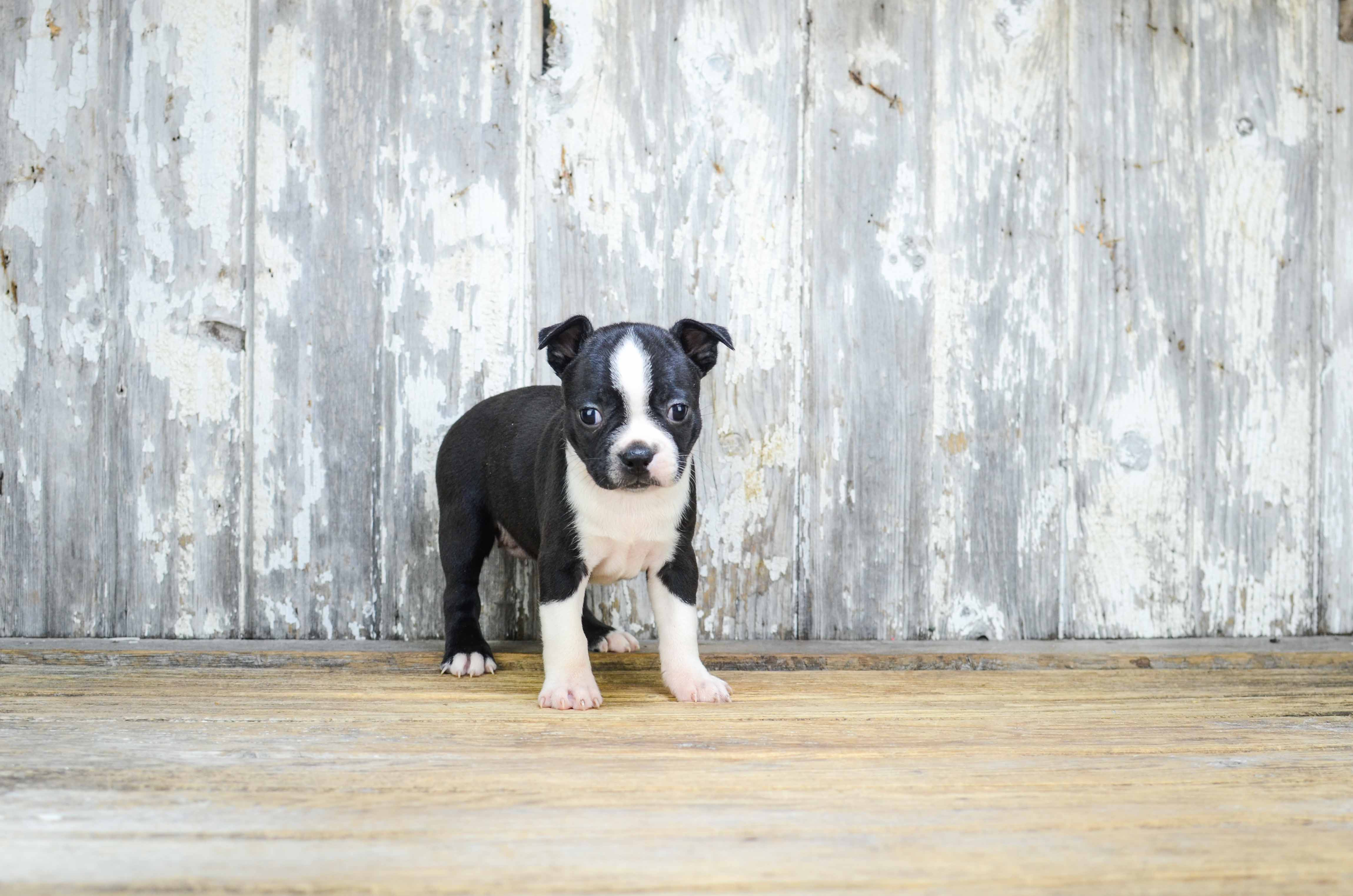 Best Boston Terrier Baby