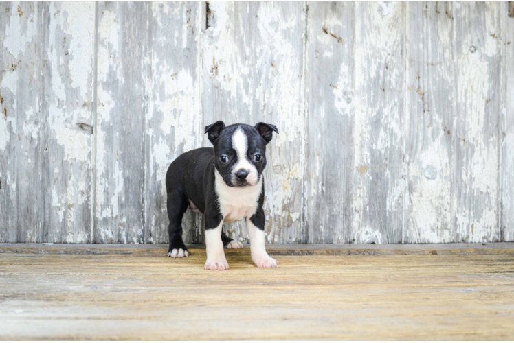 Best Boston Terrier Baby