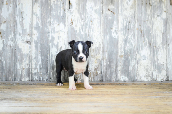 Best Boston Terrier Baby