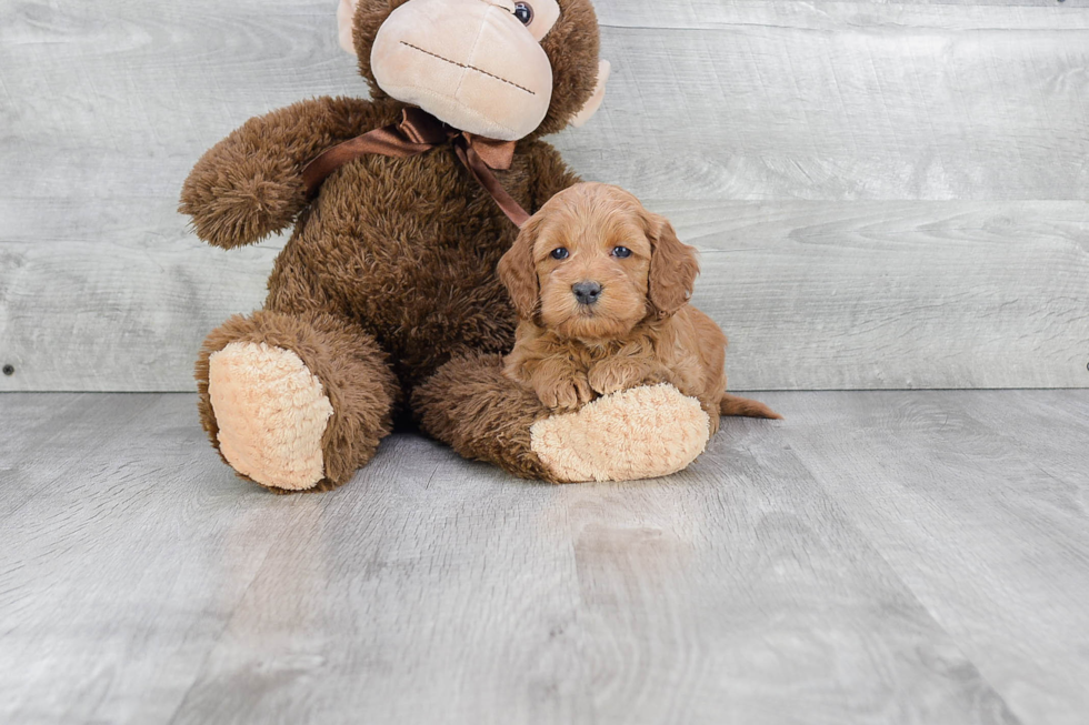 Mini Goldendoodle Pup Being Cute