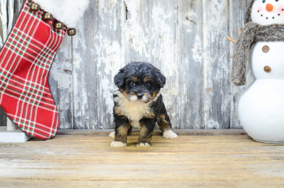 Fluffy Mini Bernedoodle Poodle Mix Pup