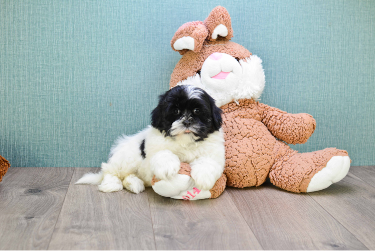 Popular Havanese Baby