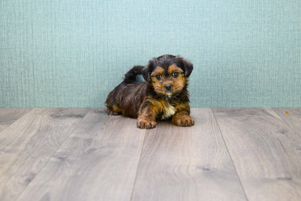 Friendly Shorkie Baby