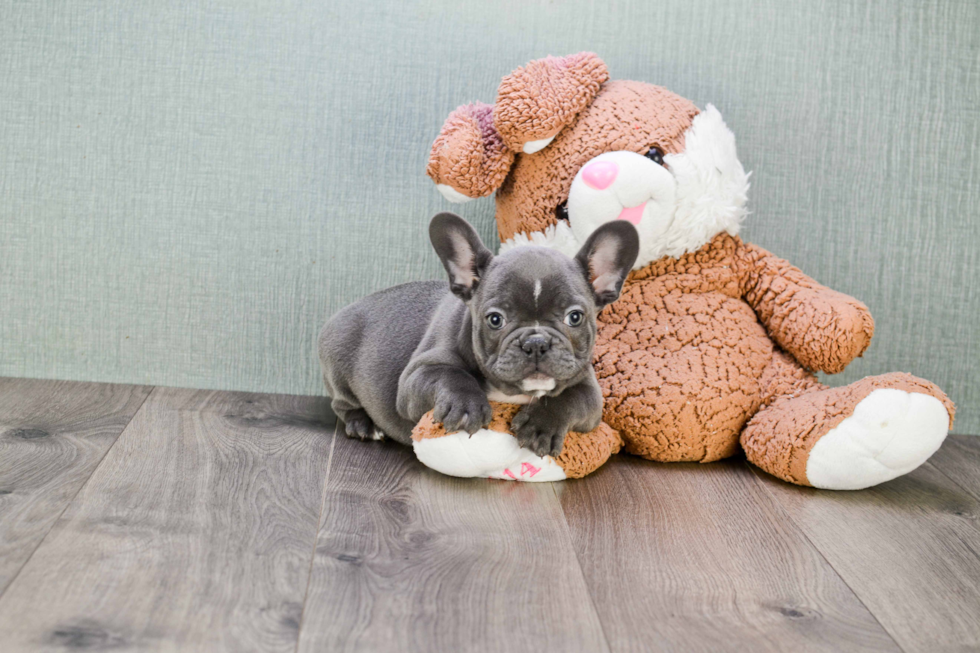 Small French Bulldog Baby