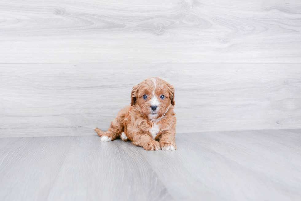 Cavapoo Pup Being Cute