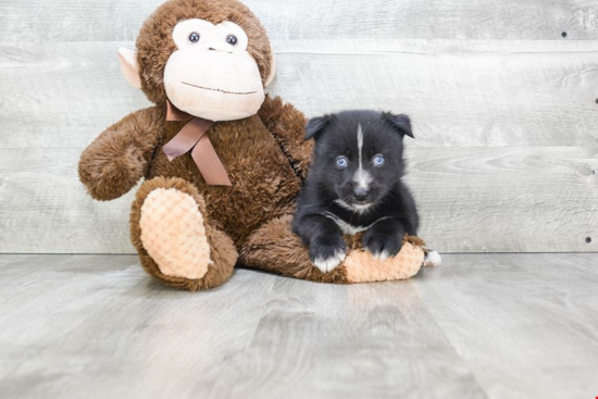 Friendly Pomsky Baby