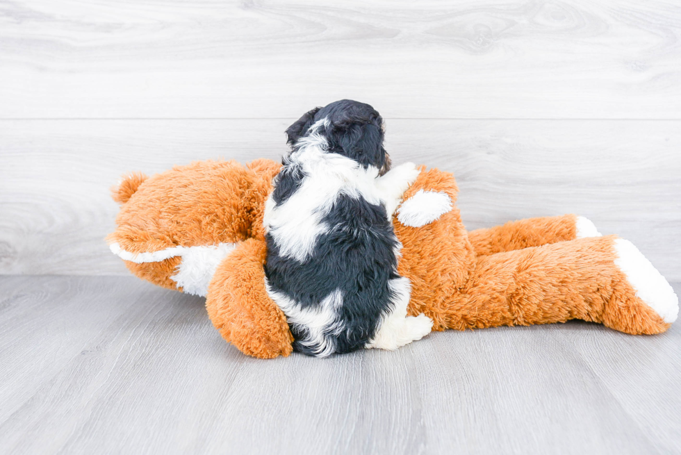 Cavachon Pup Being Cute